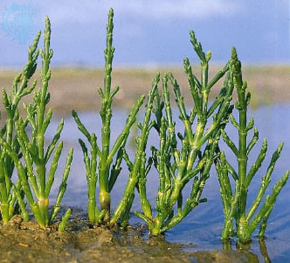 Salicornia
