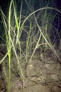 Zostera